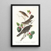 Grive fauve - John James Audubon — kehystetty taideteos seinällä
