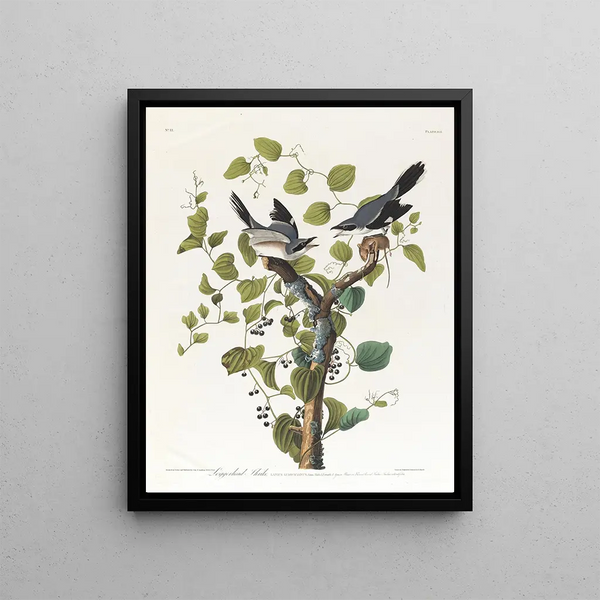 John James Audubon - Loggerhead shrike.webp