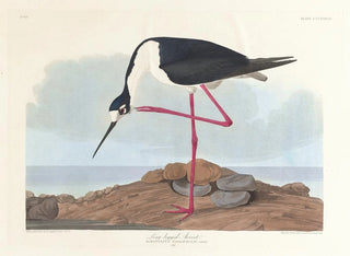 Avocette à longues pattes - John James Audubon — näkymä teoksesta