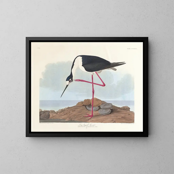 Avocette à longues pattes - John James Audubon — kehystetty taideteos seinällä