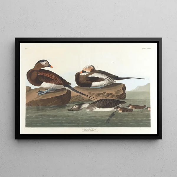 John James Audubon - Pitkäpyrstöinen ankka — kehystetty taideteos seinällä