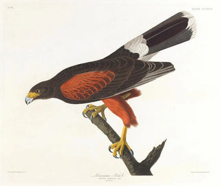 Faucon de Louisiane - John James Audubon — näkymä teoksesta