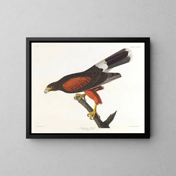 Faucon de Louisiane - John James Audubon — kehystetty taideteos seinällä