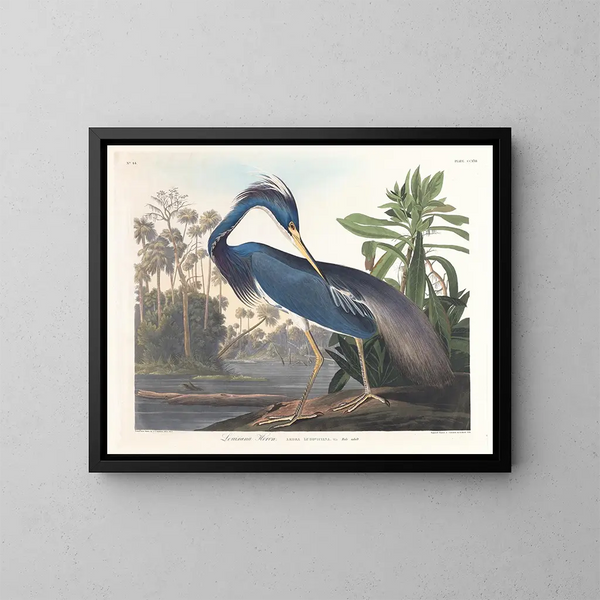 Héron de Louisiane - John James Audubon — kehystetty taideteos seinällä