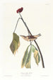 Grive de Louisiane - John James Audubon — näkymä teoksesta
