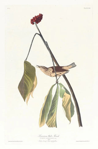 John James Audubon - Louisiana water thrush.webp