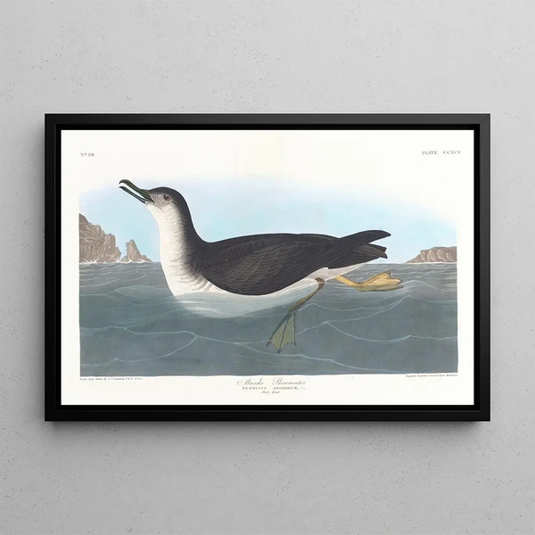 Puffin des Anglais - John James Audubon — kehystetty taideteos seinällä