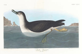 John James Audubon - Manks shearwater.webp