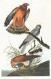 Busard des marais - John James Audubon — näkymä teoksesta