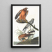 Busard des marais - John James Audubon — kehystetty taideteos seinällä
