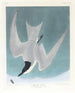 Sterne des marais - John James Audubon — näkymä teoksesta