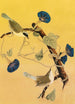 Parulines du Maryland - John James Audubon — näkymä teoksesta