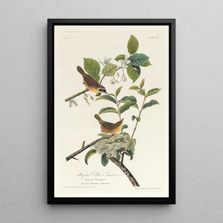 John James Audubon - Maryland yellow throat.webp