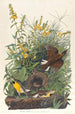 Sturnelle des prés - John James Audubon — näkymä teoksesta