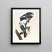 Mississippi-kite-maalaus - John James Audubon — kehystetty taideteos seinällä