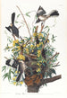 Moqueur - John James Audubon — näkymä teoksesta