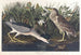 Bihoreau-maalaus tai lintu-qua - John James Audubon — näkymä teoksesta