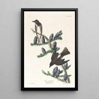 John James Audubon - Olive sided flycatcher.webp