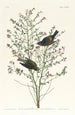 Paruline à couronne orangée - John James Audubon — näkymä teoksesta