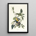 Paruline des palmiers - John James Audubon — kehystetty taideteos seinällä