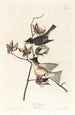 Moucherolle péwit - John James Audubon — näkymä teoksesta