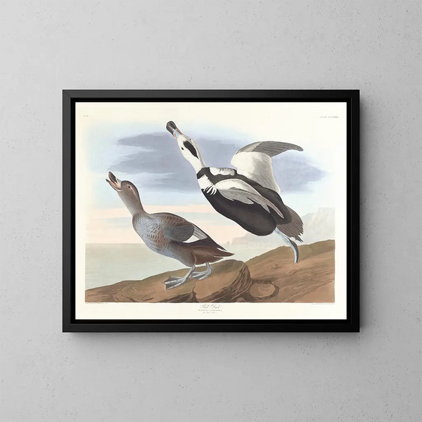 Kanadanhanhi - John James Audubon — kehystetty taideteos seinällä