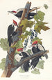 Pic à tête rouge - John James Audubon — näkymä teoksesta