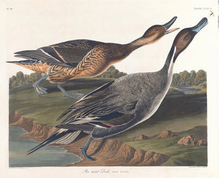 Kanadanhanhi teräväpäinen pyrstö - John James Audubon — näkymä teoksesta