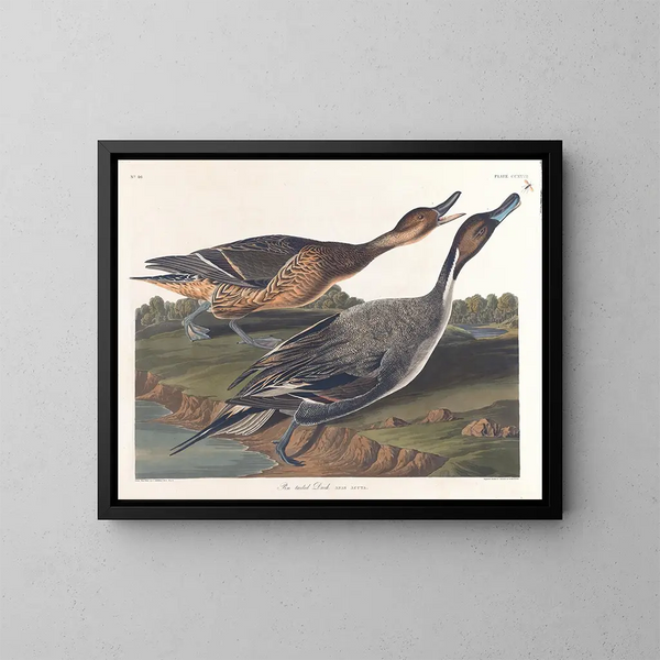 Kanadanhanhi teräväpäinen pyrstö - John James Audubon — kehystetty taideteos seinällä