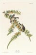 Pinson des pins - John James Audubon — näkymä teoksesta