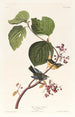 Paruline des marais - John James Audubon — näkymä teoksesta
