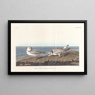 John James Audubon - Piping plover.webp