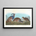 Perdrix huppée, Perdrix à pattes épaisses - John James Audubon — kehystetty taideteos seinällä