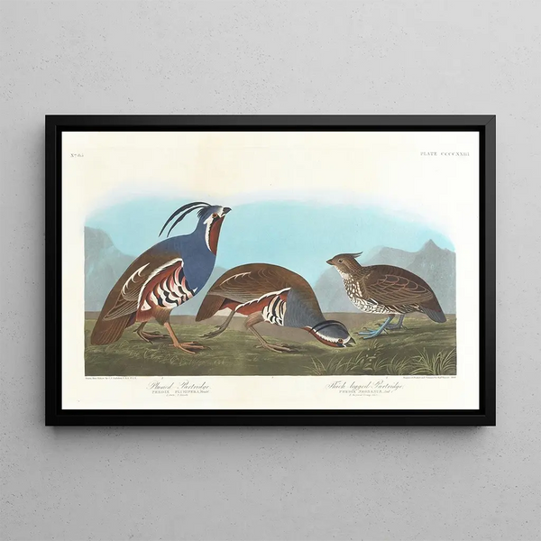Perdrix huppée, Perdrix à pattes épaisses - John James Audubon — kehystetty taideteos seinällä