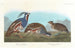 Perdrix huppée, Perdrix à pattes épaisses - John James Audubon — näkymä teoksesta