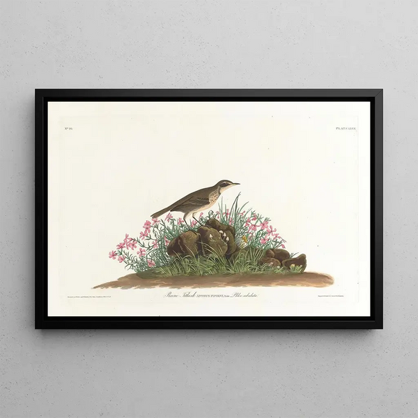 John James Audubon - Prairie titlark.webp