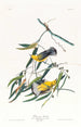 Paruline orangée - John James Audubon — näkymä teoksesta