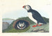 Macareux - John James Audubon — näkymä teoksesta