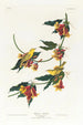 Paruline de Rathbone - John James Audubon — näkymä teoksesta