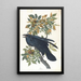 Corbeau - John James Audubon — kehystetty taideteos seinällä