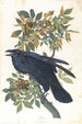 Corbeau - John James Audubon — näkymä teoksesta