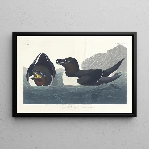 Pieni pingviini - John James Audubon — kehystetty taideteos seinällä