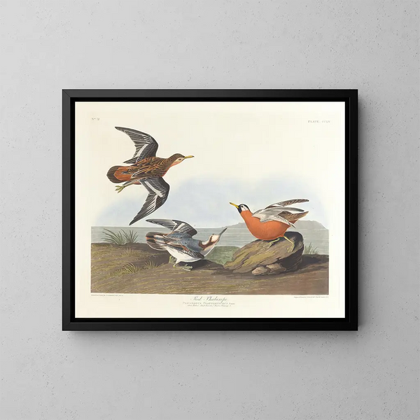 Phalarope à bec rouge - John James Audubon — kehystetty taideteos seinällä