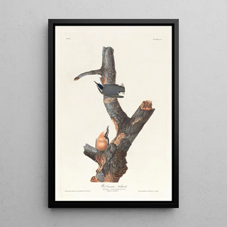 John James Audubon - Redbreasted nuthatch.webp
