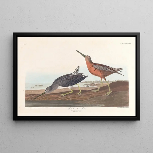Bécassine punaisella rinnalla - John James Audubon — kehystetty taideteos seinällä