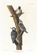 Pic à face blanche - John James Audubon — näkymä teoksesta