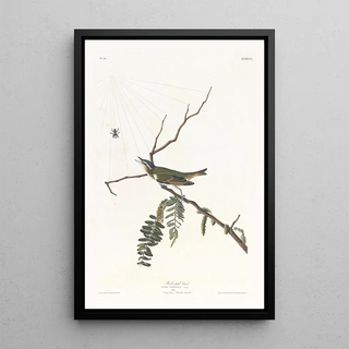 John James Audubon - Redeyed vireo.webp