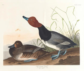 John James Audubon - Redheaded duck.webp