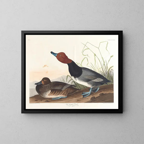 Kanadanhanhi - John James Audubon — kehystetty taideteos seinällä