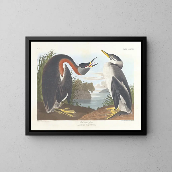 Grèbe à cou noir - John James Audubon — kehystetty taideteos seinällä